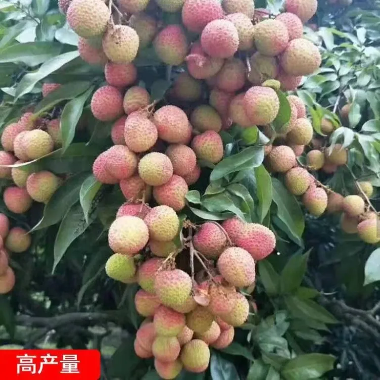 عمده نهال لیچی پیوندی فیزی شیائو، نهال لیچی گوئی وی، نهال میوه گوانگشی مناسب کاشت در حیاط