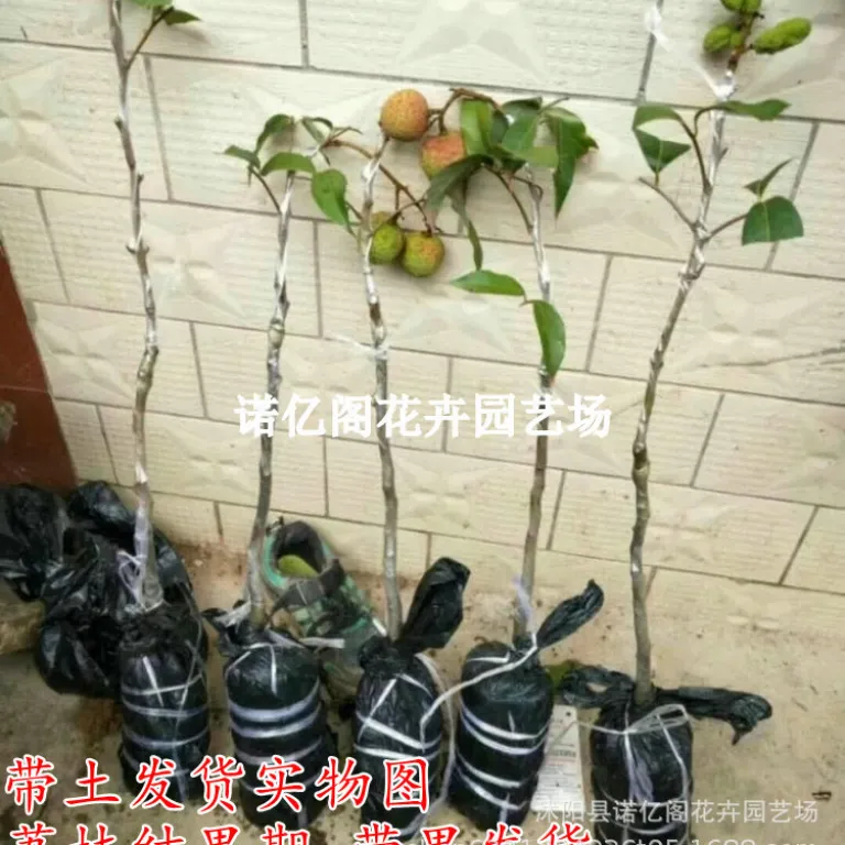 نهال پیوندی لیچی بدون هسته، نهال لیچی فیزی شیائو، گوئی وی، لیچی یخی، گلدانی یا زمینی، باردهی در همان سال