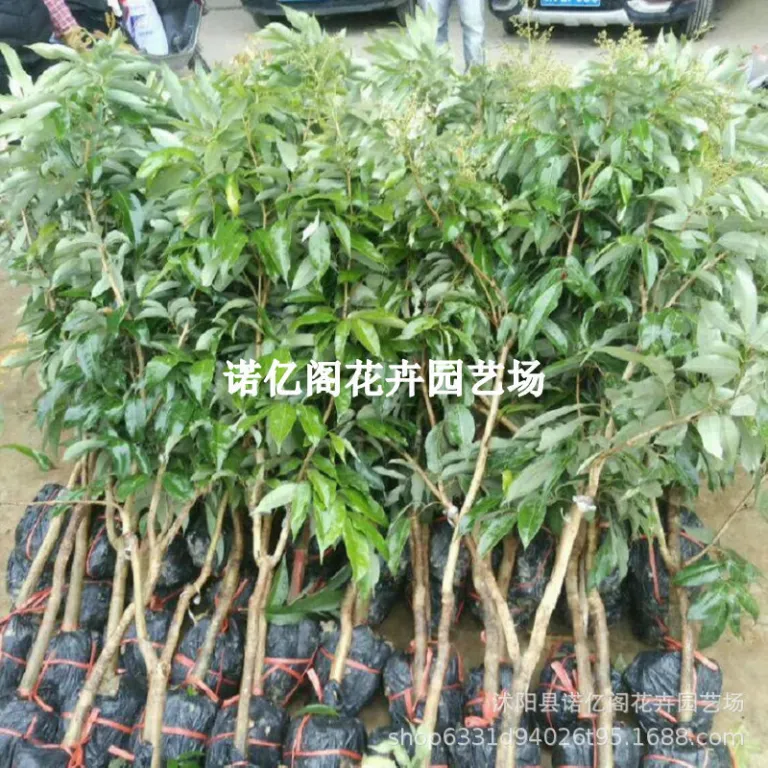 نهال پیوندی لیچی بدون هسته، نهال لیچی فیزی شیائو، گوئی وی، لیچی یخی، گلدانی یا زمینی، باردهی در همان سال