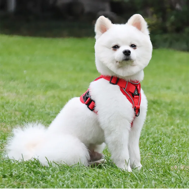 بند سینه‌ای جدید جلیقه‌ای شبرنگ و تنفس‌پذیر مخصوص سگ و گربه، مناسب پیاده‌روی