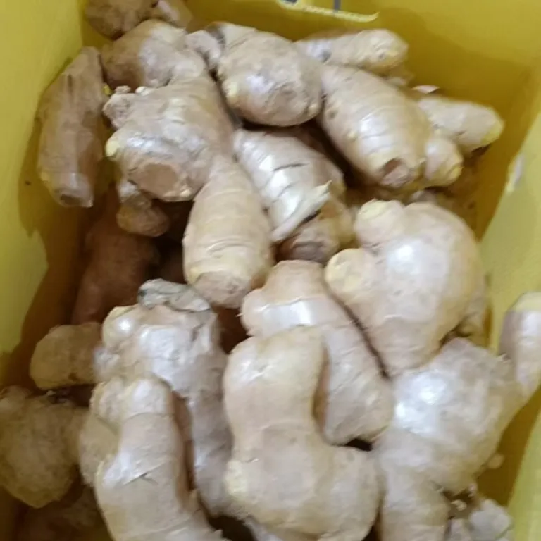 زنجبیل بزرگ تازه شاندونگ، زنجبیل صادراتی فرآوری‌شده، زنجبیل زرد بزرگ تازه، فروش مستقیم از مبدأ، زنجبیل بزرگ عمده، کارخانه زنجبیل