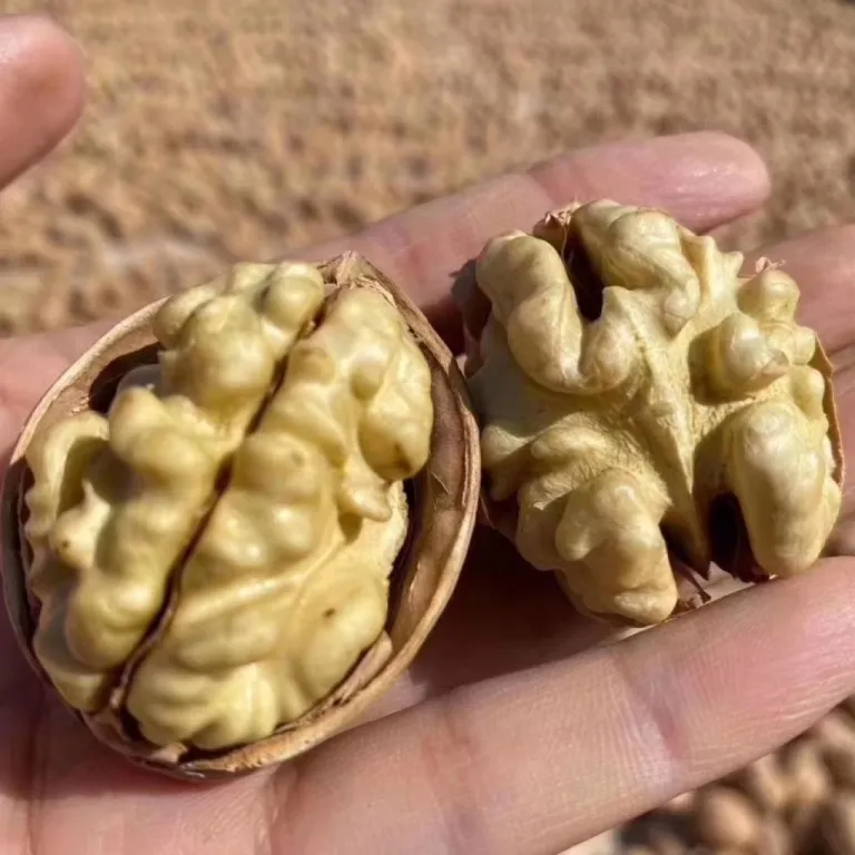 گردوی پوست‌کاغذی سین‌کیانگ 185، محصول تازه فله‌ای 500 گرم/کیسه، پوست نازک، طعم اصلی، عمده