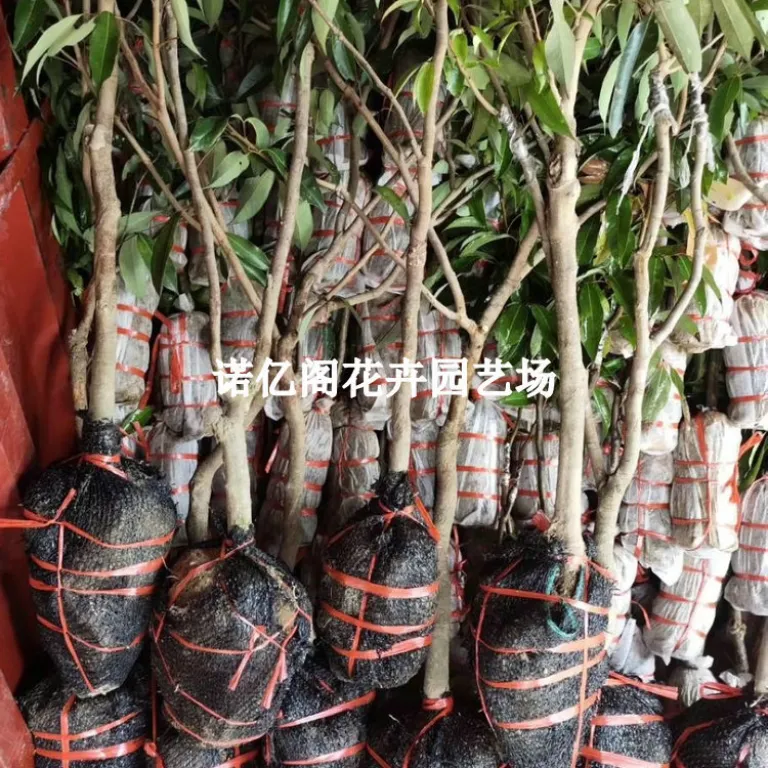 نهال پیوندی لیچی بدون هسته، نهال لیچی فیزی شیائو، گوئی وی، لیچی یخی، گلدانی یا زمینی، باردهی در همان سال