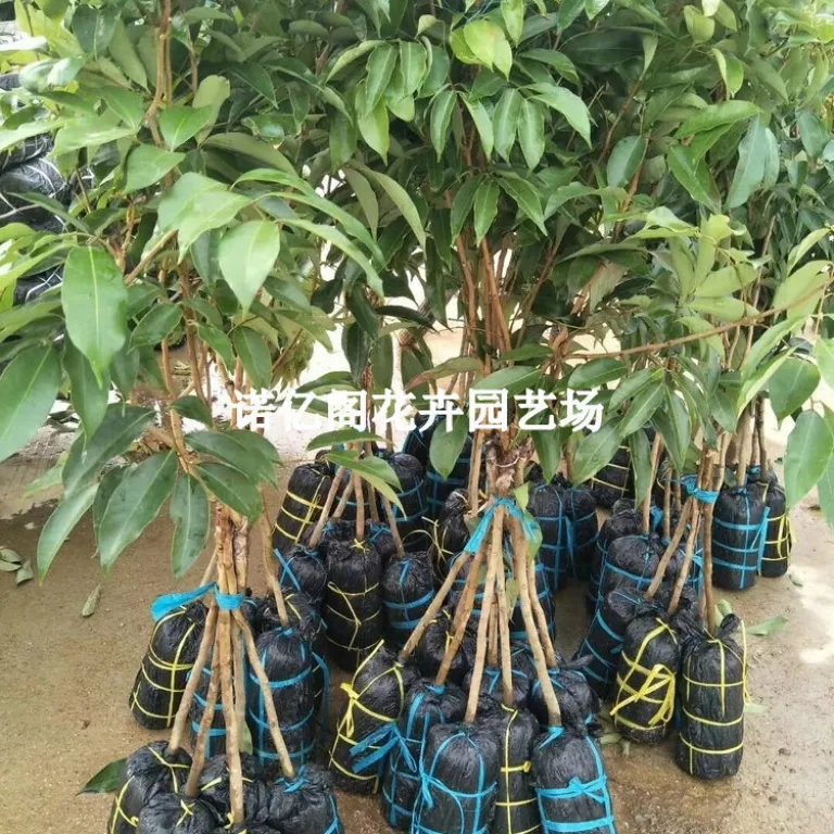 نهال پیوندی لیچی بدون هسته، نهال لیچی فیزی شیائو، گوئی وی، لیچی یخی، گلدانی یا زمینی، باردهی در همان سال