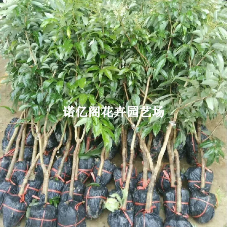 نهال پیوندی لیچی بدون هسته، نهال لیچی فیزی شیائو، گوئی وی، لیچی یخی، گلدانی یا زمینی، باردهی در همان سال