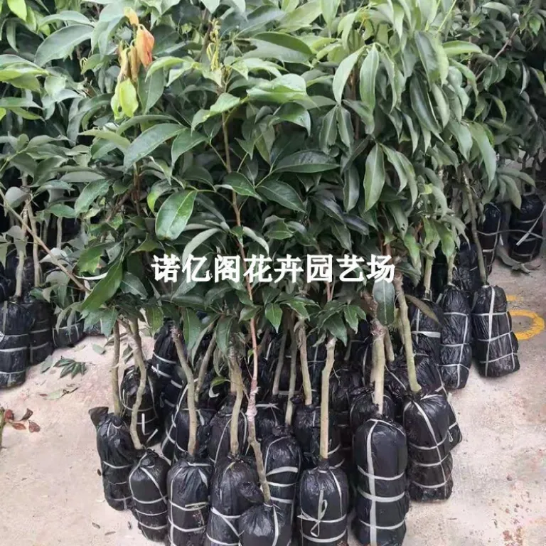 نهال پیوندی لیچی بدون هسته، نهال لیچی فیزی شیائو، گوئی وی، لیچی یخی، گلدانی یا زمینی، باردهی در همان سال