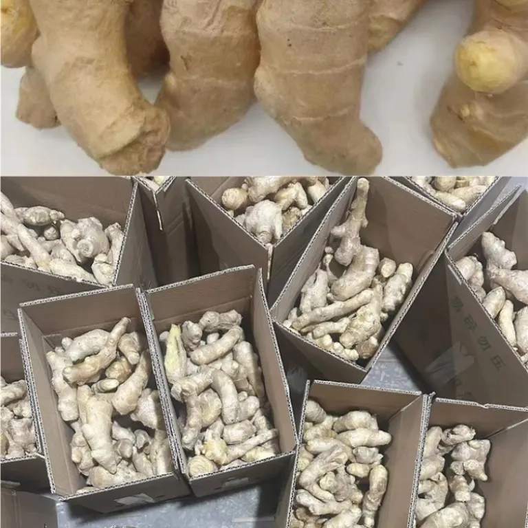 زنجبیل تازه شاندونگ، پرورشیافته در مزرعه