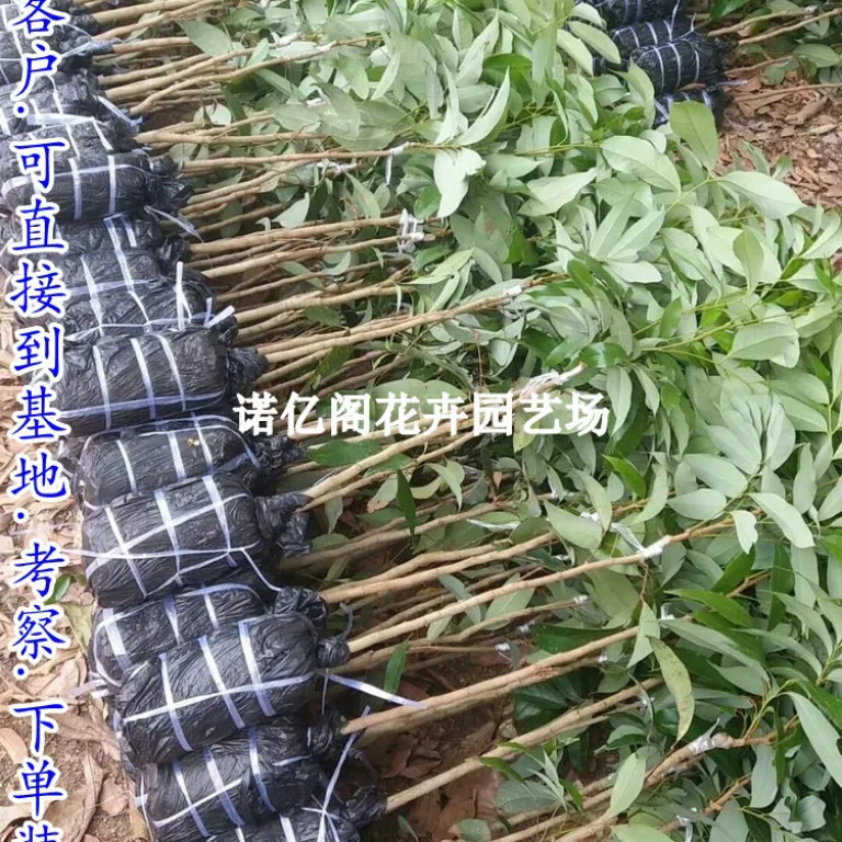 نهال پیوندی لیچی بدون هسته، نهال لیچی فیزی شیائو، گوئی وی، لیچی یخی، گلدانی یا زمینی، باردهی در همان سال