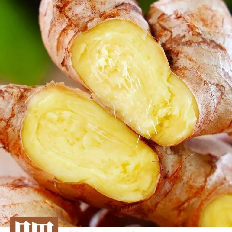 زنجبیل تازه و کهنه، زنجبیل زرد، زنجبیل خشک‌شده با باد، زنجبیل مخصوص زایمان، زنجبیل قلمی، زنجبیل مادر، بسته‌بندی کامل یوننان