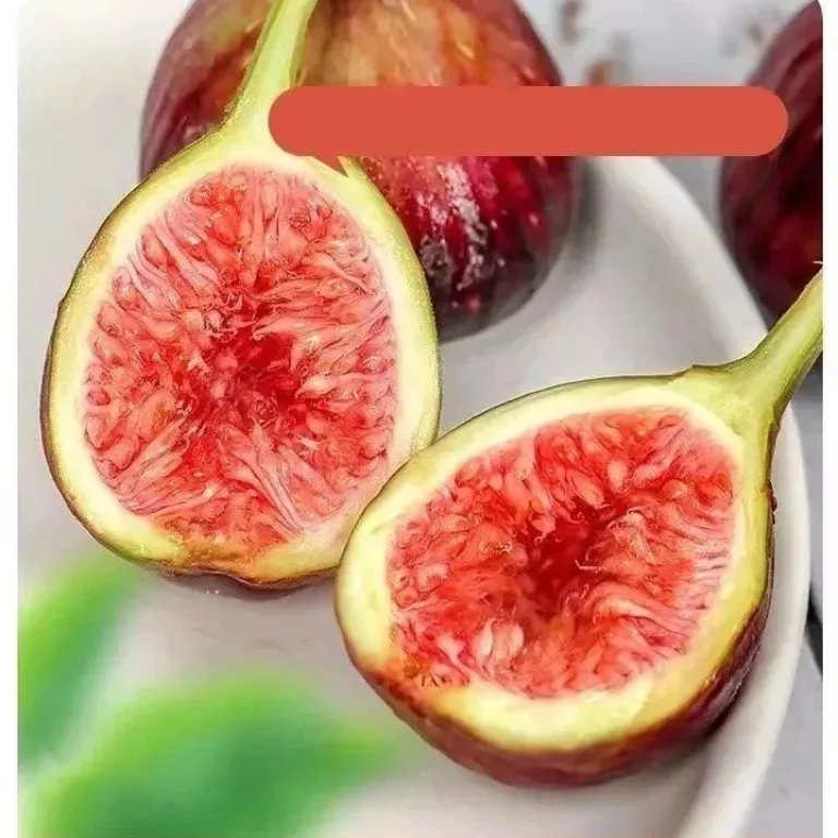 انجیر تازه سیچوان میوه تازه انجیر کامل ارسال رایگان انجیر فصلی ارسال مستقیم