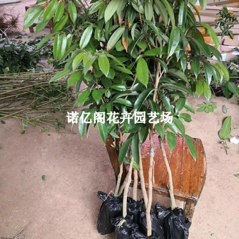 نهال پیوندی لیچی بدون هسته، نهال لیچی فیزی شیائو، گوئی وی، لیچی یخی، گلدانی یا زمینی، باردهی در همان سال