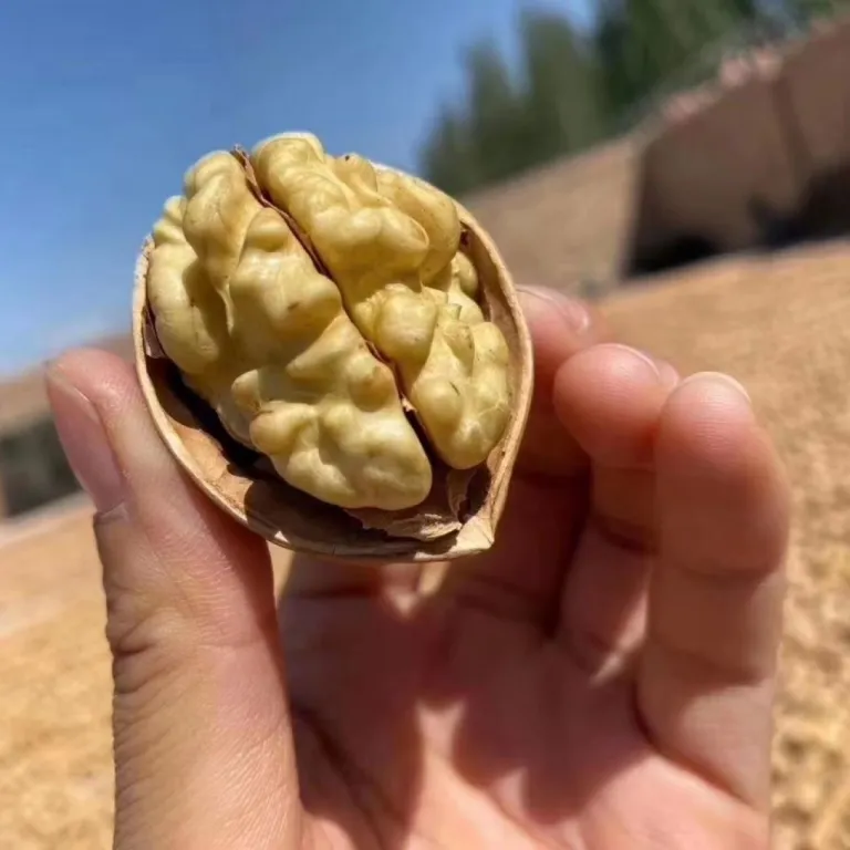 گردوی پوست‌کاغذی سین‌کیانگ 185، محصول تازه فله‌ای 500 گرم/کیسه، پوست نازک، طعم اصلی، عمده