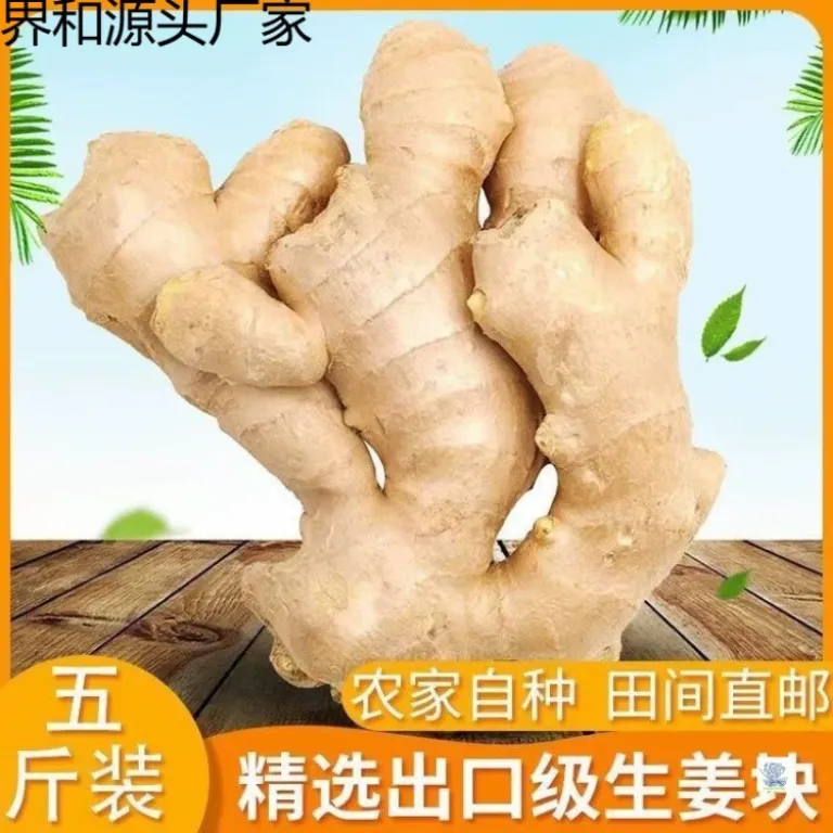 زنجبیل تازه شاندونگ، پرورشیافته در مزرعه