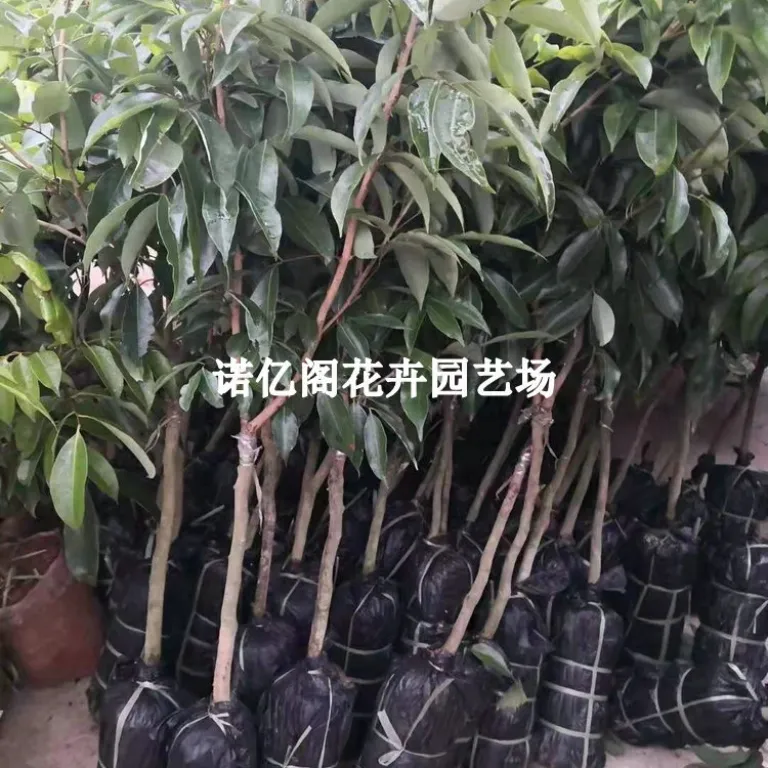 نهال پیوندی لیچی بدون هسته، نهال لیچی فیزی شیائو، گوئی وی، لیچی یخی، گلدانی یا زمینی، باردهی در همان سال