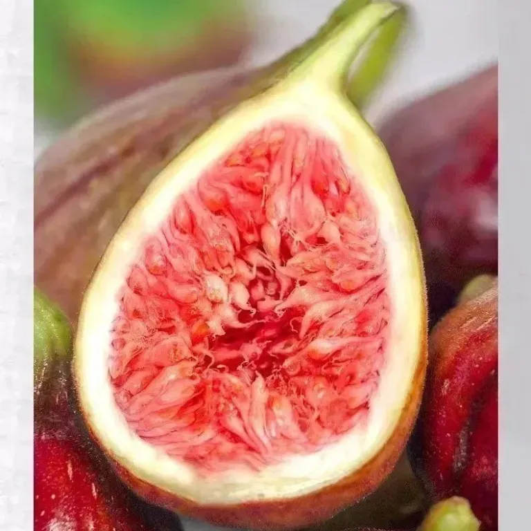 انجیر تازه سیچوان میوه تازه انجیر کامل ارسال رایگان انجیر فصلی ارسال مستقیم