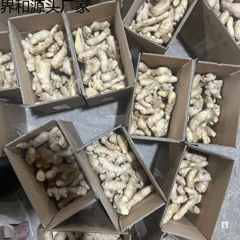 زنجبیل تازه شاندونگ، پرورشیافته در مزرعه