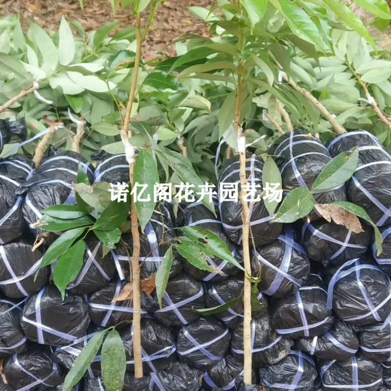 نهال پیوندی لیچی بدون هسته، نهال لیچی فیزی شیائو، گوئی وی، لیچی یخی، گلدانی یا زمینی، باردهی در همان سال