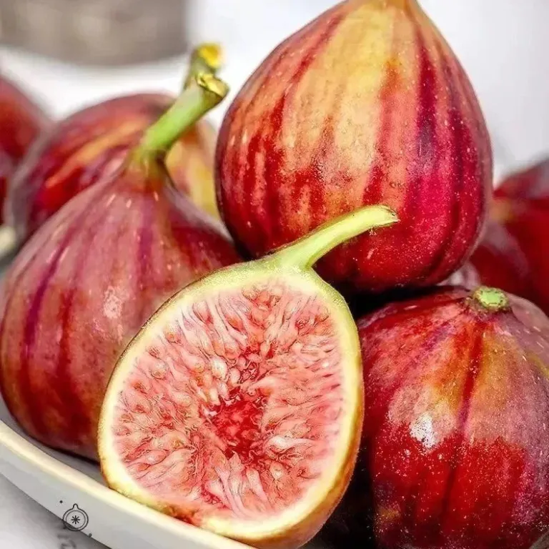 انجیر تازه سیچوان میوه تازه انجیر کامل ارسال رایگان انجیر فصلی ارسال مستقیم