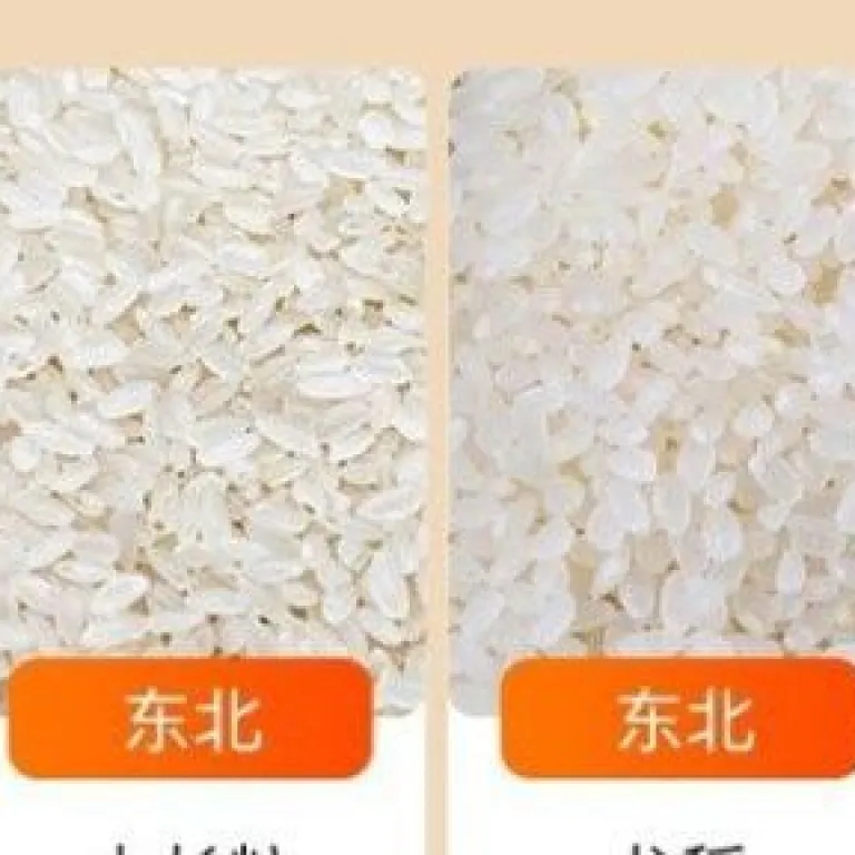 دستگاه برنج‌کوب حذف حشرات برنج خانگی و تجاری، حذف شپشه و کرم برنج 220V دستگاه الک حشرات برنج