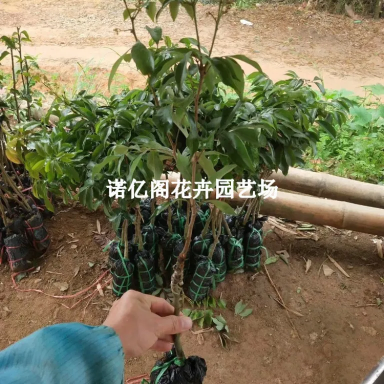 نهال پیوندی لیچی بدون هسته، نهال لیچی فیزی شیائو، گوئی وی، لیچی یخی، گلدانی یا زمینی، باردهی در همان سال