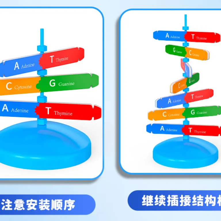 مدل اجزای ساختار مارپیچ دوگانه DNA، ابزار آموزشی ژنتیک و واریاسیون زیستی، دستگاه آزمایشگاهی