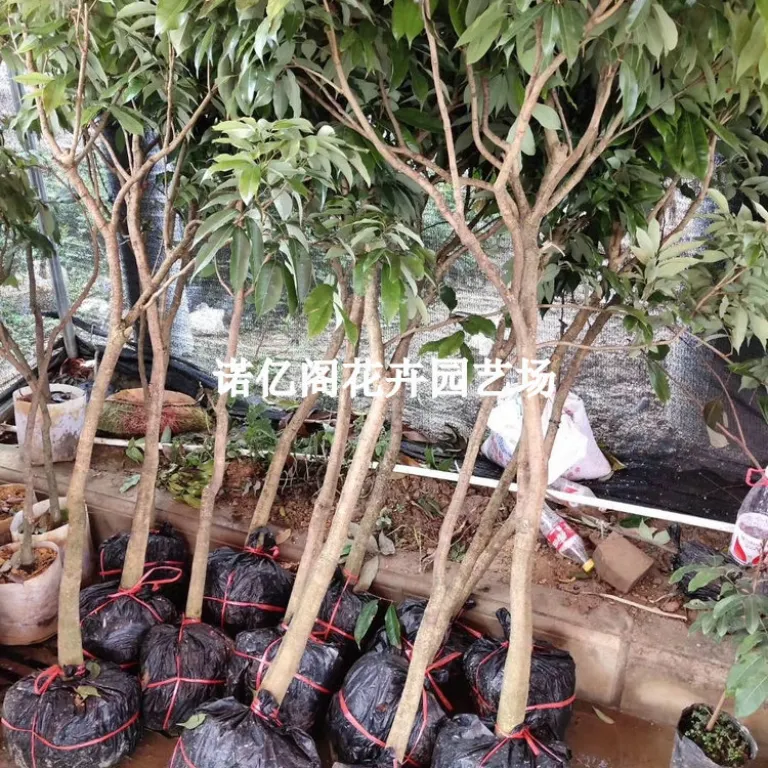 نهال پیوندی لیچی بدون هسته، نهال لیچی فیزی شیائو، گوئی وی، لیچی یخی، گلدانی یا زمینی، باردهی در همان سال