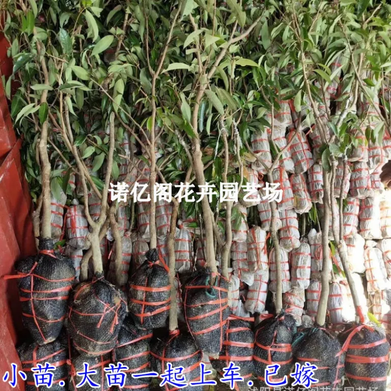 نهال پیوندی لیچی بدون هسته، نهال لیچی فیزی شیائو، گوئی وی، لیچی یخی، گلدانی یا زمینی، باردهی در همان سال