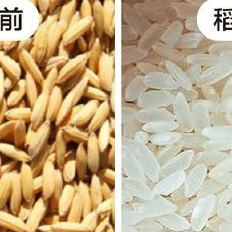 دستگاه برنج‌کوب حذف حشرات برنج خانگی و تجاری، حذف شپشه و کرم برنج 220V دستگاه الک حشرات برنج