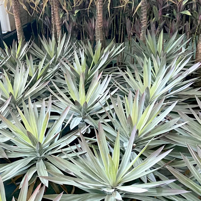 درخت مصنوعی لوکس یوکا برگ نیزه‌ای 150cm گیاه مصنوعی یوکا هلندی آهنی تزئینات فروشگاهی دراسنا گلدانی