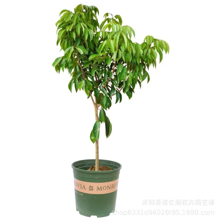 نهال پیوندی لیچی بدون هسته، نهال لیچی فیزی شیائو، گوئی وی، لیچی یخی، گلدانی یا زمینی، باردهی در همان سال