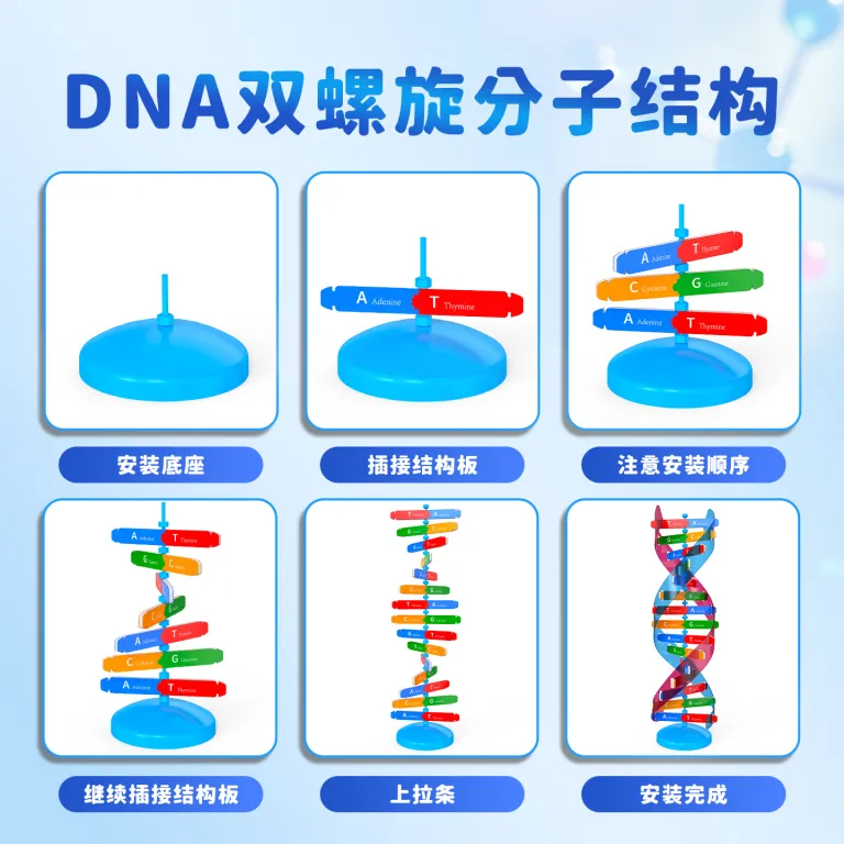 مدل اجزای ساختار مارپیچ دوگانه DNA، ابزار آموزشی ژنتیک و واریاسیون زیستی، دستگاه آزمایشگاهی