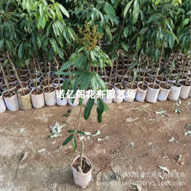 نهال پیوندی لیچی بدون هسته، نهال لیچی فیزی شیائو، گوئی وی، لیچی یخی، گلدانی یا زمینی، باردهی در همان سال
