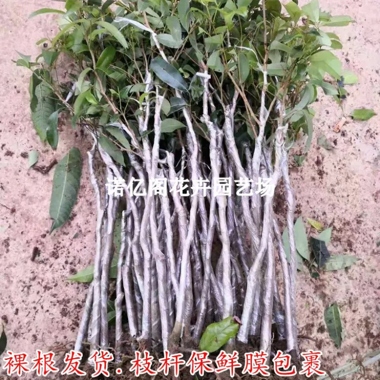 نهال پیوندی لیچی بدون هسته، نهال لیچی فیزی شیائو، گوئی وی، لیچی یخی، گلدانی یا زمینی، باردهی در همان سال