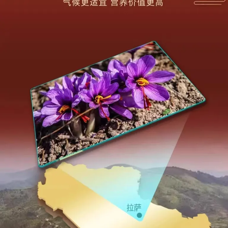 زعفران اصل 26 برداشت تازه، گلبرگ‌های درجه یک تبت، مناسب دم‌کردن و چای، گیاه دارویی برای سلامتی