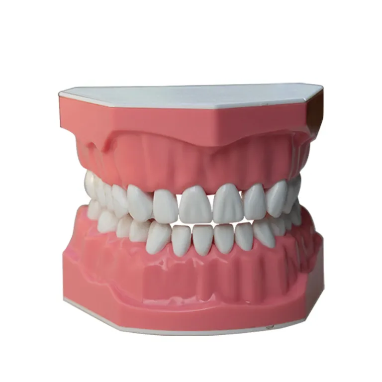 مدل دندان، قالب دندان، مدل دندانپزشکی آموزشی، مدل دهانی جداشدنی دندان مصنوعی، مدل رزینی برای تمرین مسواک زدن و تراش دندان