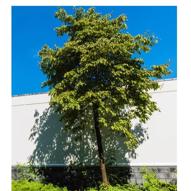 نهال پیوندی اصل یانگ‌می دونگ‌کوی، مناسب کاشت زمینی در شمال و جنوب، باردهی در همان سال، میوه‌های فوق‌العاده درشت