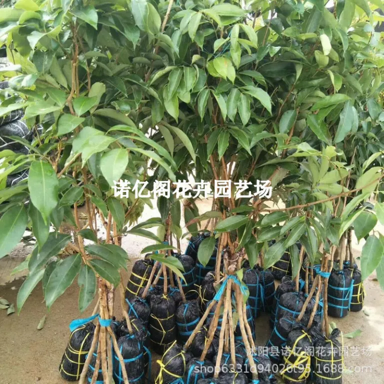نهال پیوندی لیچی بدون هسته، نهال لیچی فیزی شیائو، گوئی وی، لیچی یخی، گلدانی یا زمینی، باردهی در همان سال