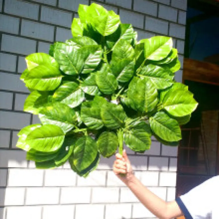تصویر کالا