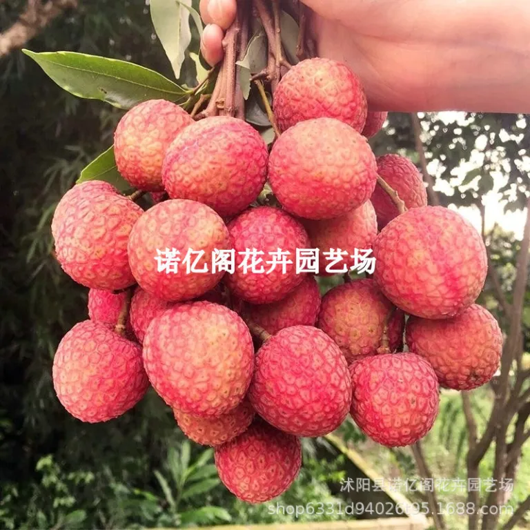 نهال پیوندی لیچی بدون هسته، نهال لیچی فیزی شیائو، گوئی وی، لیچی یخی، گلدانی یا زمینی، باردهی در همان سال