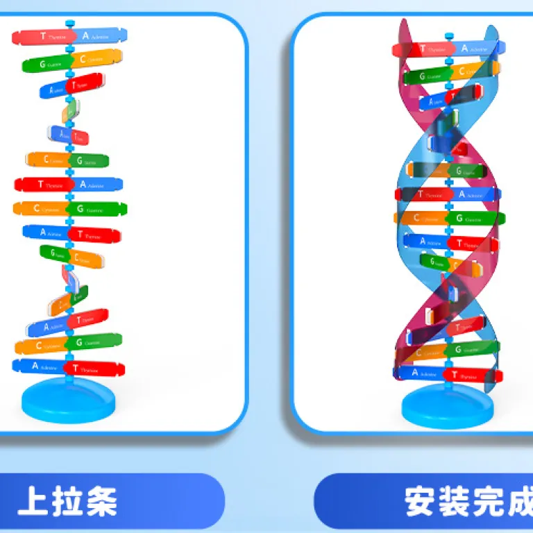مدل اجزای ساختار مارپیچ دوگانه DNA، ابزار آموزشی ژنتیک و واریاسیون زیستی، دستگاه آزمایشگاهی