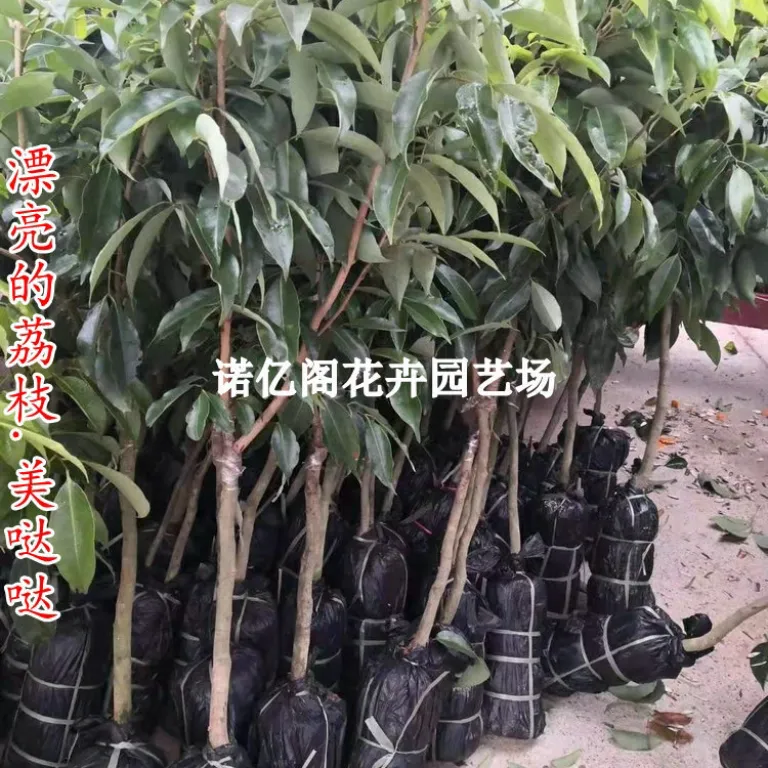 نهال پیوندی لیچی بدون هسته، نهال لیچی فیزی شیائو، گوئی وی، لیچی یخی، گلدانی یا زمینی، باردهی در همان سال