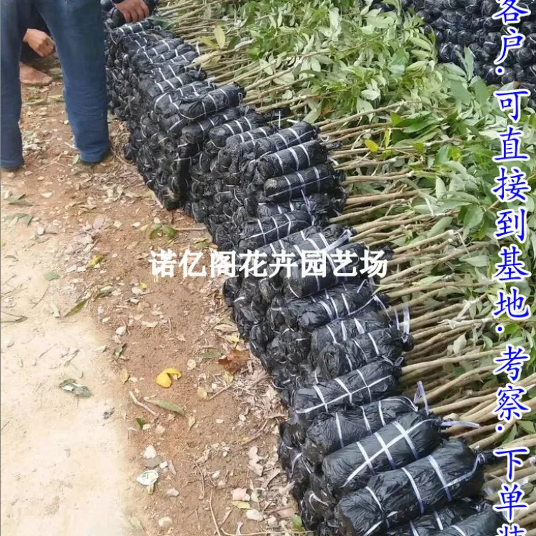 نهال پیوندی لیچی بدون هسته، نهال لیچی فیزی شیائو، گوئی وی، لیچی یخی، گلدانی یا زمینی، باردهی در همان سال