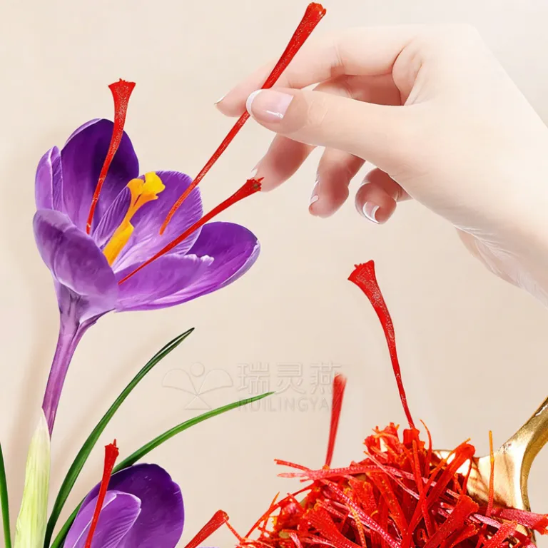 زعفران درجه یک طبیعی ایرانی، سرگل تازه و ممتاز برای دم‌کردن، بسته‌بندی جعبه لوکس تبت، مخصوص مصارف دارویی و طب سنتی